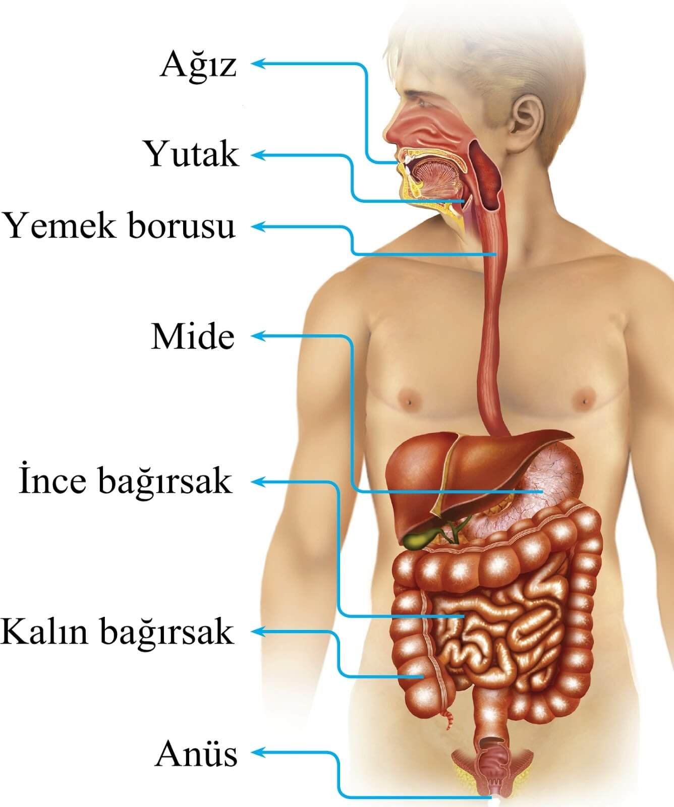 Sindirim enzimlerini hangi organ uretir?