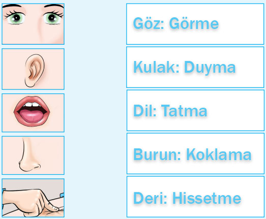 3. Sınıf Fen Bilimleri Ders Kitabı Sayfa 46 Cevapları SDR Dikey Yayıncılık