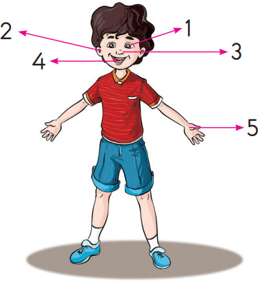 3. Sınıf Fen Bilimleri Ders Kitabı Sayfa 49 Cevapları SDR Dikey Yayıncılık