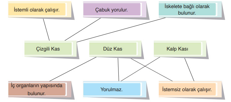 6. Sınıf Fen Bilimleri Ders Kitabı Sayfa 58 Cevapları Gün Yayınları