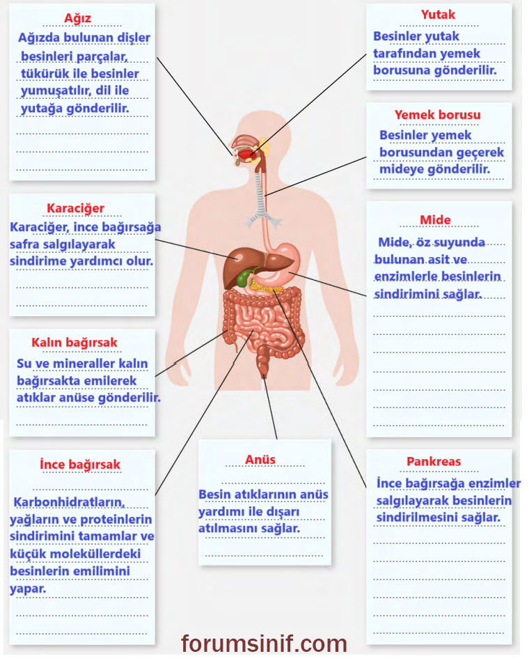 6. Sınıf Fen Bilimleri Ders Kitabı Sayfa 65 Cevapları Gün Yayınları