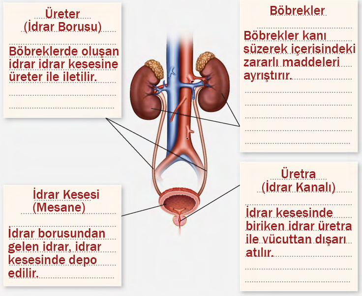 6. Sınıf Fen Bilimleri Ders Kitabı Sayfa 84 Cevapları Gün Yayınları