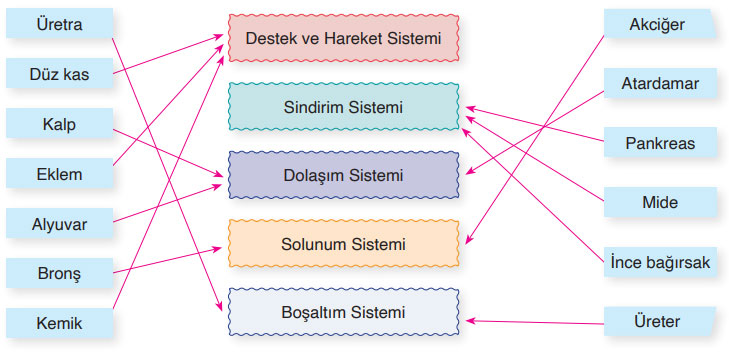 6. Sınıf Fen Bilimleri Ders Kitabı Sayfa 89 Cevapları Gün Yayınları