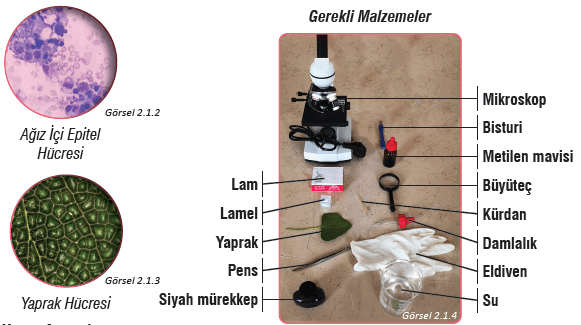 7. Sınıf Fen Bilimleri Ders Kitabı Sayfa 47 Cevapları MEB Yayınları