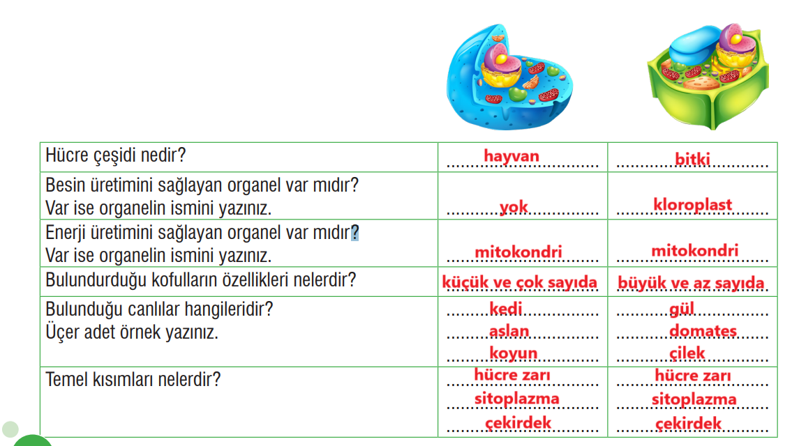 7. Sınıf Fen Bilimleri Ders Kitabı Sayfa 70 Cevapları MEB Yayınları1