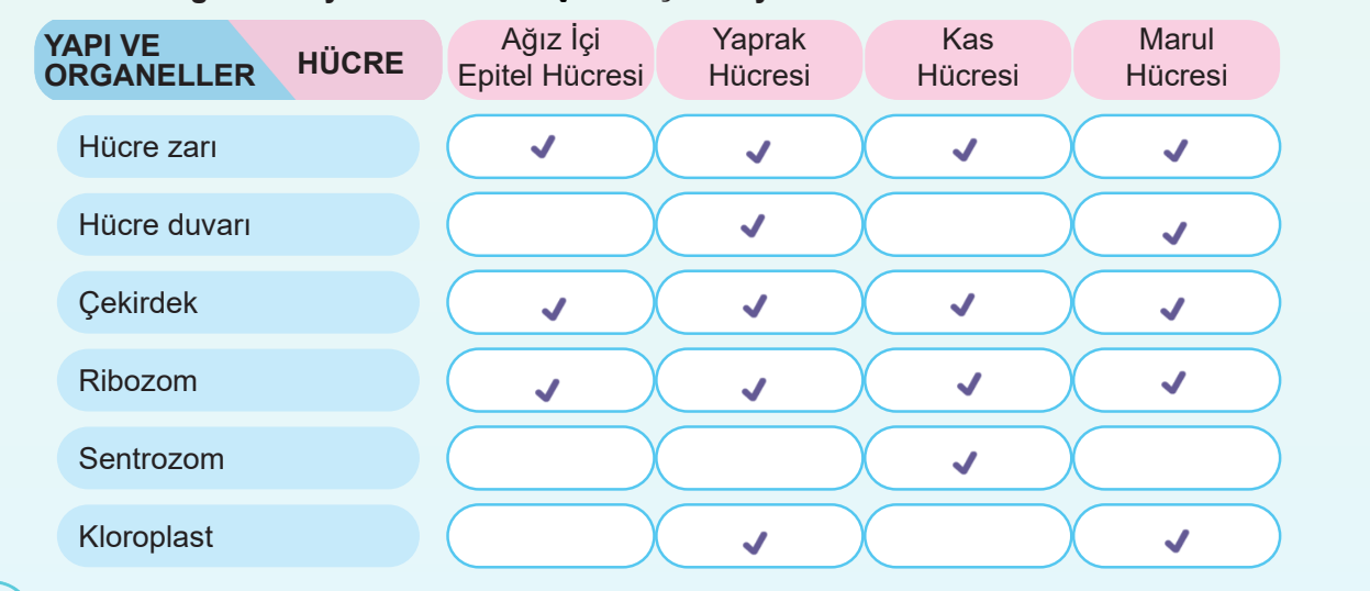 5. Sınıf Fen Bilimleri Ders Kitabı Sayfa 114 Cevapları MEB Yayınları