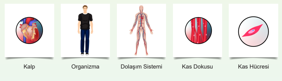 5. Sınıf Fen Bilimleri Ders Kitabı Sayfa 118 Cevapları MEB Yayınları