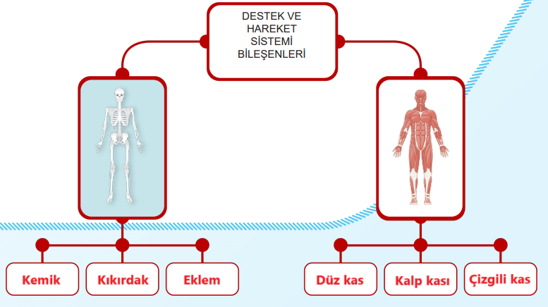 5. Sınıf Fen Bilimleri Ders Kitabı Sayfa 123 Cevapları MEB Yayınları