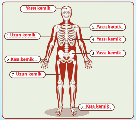 5. Sınıf Fen Bilimleri Ders Kitabı Sayfa 127 Cevapları MEB Yayınları